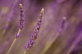 Young lavender on bokeh