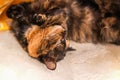 Cat lying on old rural stove