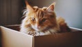 Young lazy red-haired fluffy cat sitting in cardboard box. Adorable pet