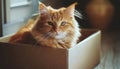 Young lazy red-haired fluffy cat sitting in cardboard box