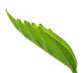 Young leaf