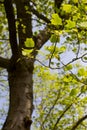 Young Leaf of American Tulip Tree on a Branch