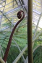 Young leaf of Angiopteris evecta, commonly known as the Giant Fern