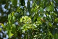 Young Leaf of Cinnamomum camphora tree