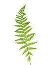 Young leaf of fern