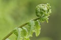 Young leaf of fern Matteuccia struthiopteris