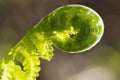 Young leaf of fern Matteuccia struthiopteris