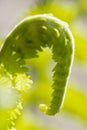 Young leaf of fern Matteuccia struthiopteris