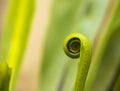 Young leaf of fern Nature background Royalty Free Stock Photo