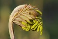 Young leaf of fern Osmunda regalis