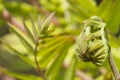 Young leaf of fern Osmunda regalis