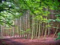 Young leaf forest in Germany