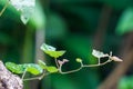 Young leaf in the garden Royalty Free Stock Photo