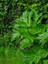 Young leaf of hogweed (Heracleum sphondylium