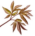 Young leaf peony bush. Isolated on white Royalty Free Stock Photo