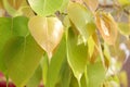 Young leaves of Sacred tree. Royalty Free Stock Photo