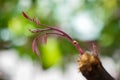 Young leaf of star fruit flowers on tree branch