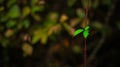 a young leaf on a stem against a dark background, showing the leaves of the