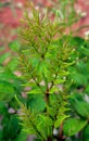 Young leaf of Zanthoxylum nitidum, shiny-leaf prickly-ash, Liang Mian Zhen