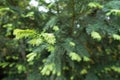 Young leafage on branches of yew