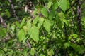 Young leaves of Acer tataricum - Tatarian maple