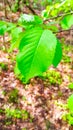 Young leaves on alder tree branch Royalty Free Stock Photo