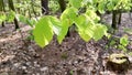 Young leaves on alder tree branch Royalty Free Stock Photo