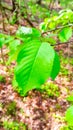 Young leaves on alder tree branch Royalty Free Stock Photo
