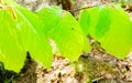 Young leaves on alder tree branch Royalty Free Stock Photo