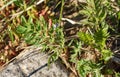 Young leaves Anthriscus sylvestris Royalty Free Stock Photo