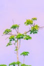 Young leaves appear on dry tree trunks. isolated blue background.