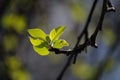 The young leaves of the apple tree have blossomed