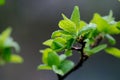 The young leaves of the apple tree have blossomed