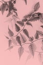 Young leaves, artistic background in soft colours