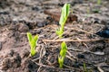 Young leaves of an ascended young pea growing in the soil on a garden bed close-up. Growing legumes in the home garden Royalty Free Stock Photo