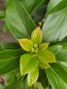 Young leaves of avocado plant Royalty Free Stock Photo