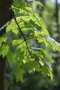 Young leaves back light taken in spring, midday in April, Sycamore Maple, Acer pseudoplatanus. Royalty Free Stock Photo