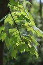 Young leaves back light taken in spring, midday in April, Sycamore Maple, Acer pseudoplatanus.