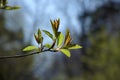 Young leaves blossomed on a branch of bird cherry