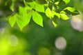 Young leaves with bokeh background