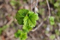 Young leaves on a branch of black currant on a blurred background in early spring Royalty Free Stock Photo