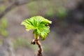 Young leaves on a branch of black currant on a blurred background in early spring Royalty Free Stock Photo