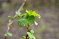 Young leaves on a branch of black currant on a blurred background in early spring Royalty Free Stock Photo