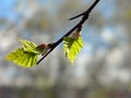 Young leaves on a branch illuminated by the bright sun