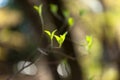 Young leaves and branches of dogwood (Cornus florida) Royalty Free Stock Photo