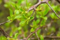 Young leaves on the branches of the shrub, the birth of life