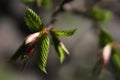 Young leaves and buds of hornbeam bonsai Carpinus Betulus