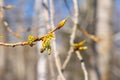 Young leaves and buds of poplar on a tree branch against a blue sky. Selective focus, blurred Royalty Free Stock Photo