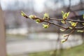 Young leaves, buds and shoots on a tree branch in spring in the sunlight in the blur Royalty Free Stock Photo