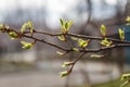 Young leaves, buds and shoots on a tree branch in spring in the sunlight in the blur Royalty Free Stock Photo